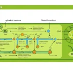 Schemat fotosyntezy w chloroplaście - faza jasna i ciemna z opisami po polsku
